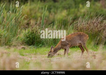 Deutschland, Niendorf, Rehe in Rasen Stockfoto