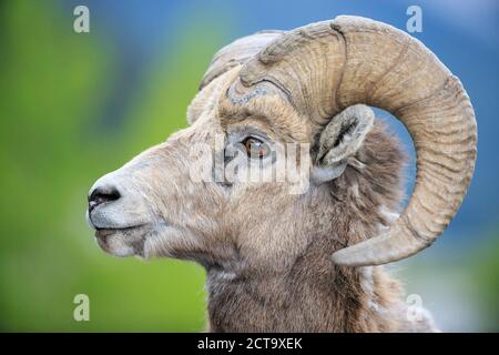 Kanada, Alberta, Rocky Mountains, Jasper National Park, Banff Nationalpark, Portrait von Rocky Mountain Bighorn Sheep (Ovis canadensis) Stockfoto