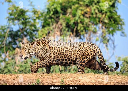 Südamerika, Brasilia, Mato Grosso do Sul, Pantanal, Cuiaba River, Jaguar, Panthera onca Stockfoto