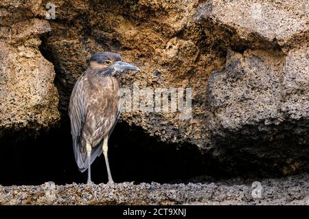 Ecuador, Galapagos, Genovesa, Lava Reiher, Butorides Sundevalli Stockfoto