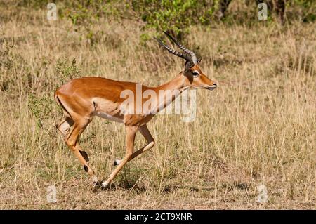 Kenia, Impala durch Savanne Stockfoto