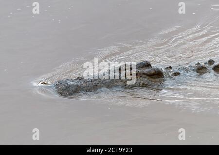 Afrika, Kenia, Masai Mara National Reserve, Nil-Krokodil oder gemeinsame Krokodil (Crocodylus Niloticus) im Mara River Stockfoto