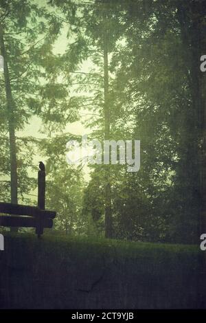 Krähe sitzt auf einem Holzpfahl im Wald Stockfoto