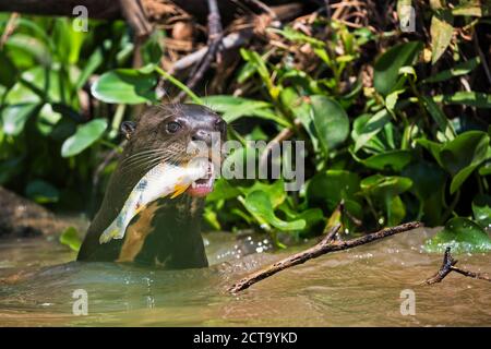 Südamerika, Brasilia, Mato Grosso do Sul, Pantanal, Cuiaba River, Riesenotter, Pteronura brasiliensis, mit Fisch Stockfoto