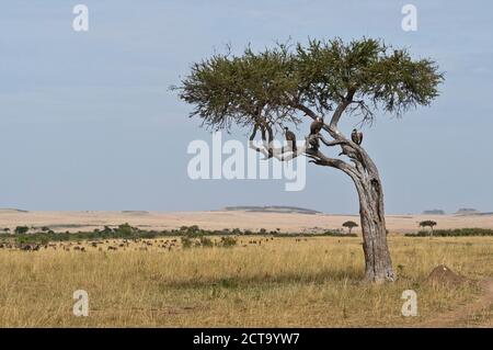 Afrika, Kenia, Geier hocken auf Baum in Masai Mara National Reserve Stockfoto