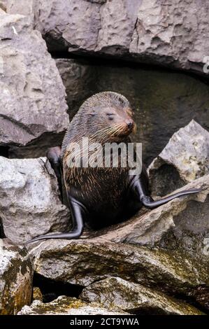 Ecuador, Galapagos, Genovesa, Galapagos Seebär, Arctocephalus Galapagoensis, Stockfoto