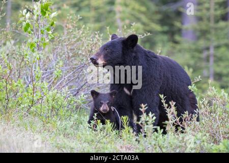 Kanada, Rocky Mountains, Alberta. Jasper-Nationalpark, amerikanische Schwarzbären (Ursus Americanus) mit Eisbären auf einer Wiese Stockfoto