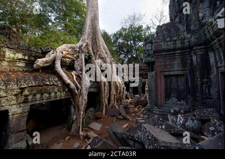 Kambodscha, Siem Reap, Ta Prohm, Tetrameles Nudiflora auf Tempelruinen wächst Stockfoto