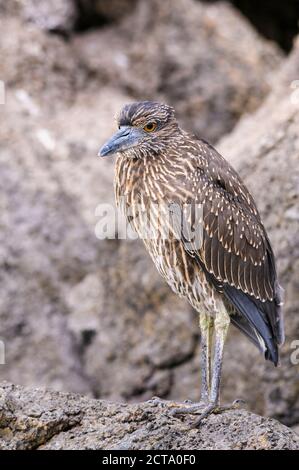 Ecuador, Galapagos, Genovesa, Lava Reiher, Butorides Sundevalli Stockfoto