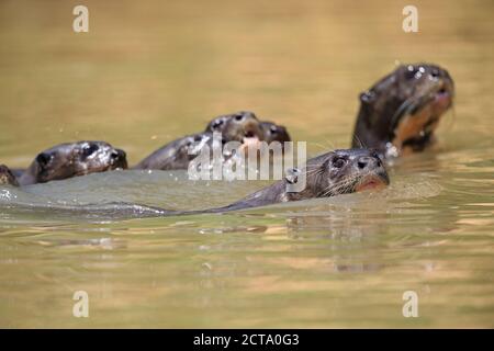 Südamerika, Brasilia, Mato Grosso do Sul, Pantanal, Cuiaba River, europäischer Fischotter Lutra Lutra, Schwimmen Stockfoto