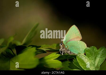 Deutschland, grüner Zipfelfalter Schmetterling, Callophrys Rubi, sitzen auf Anlage Stockfoto