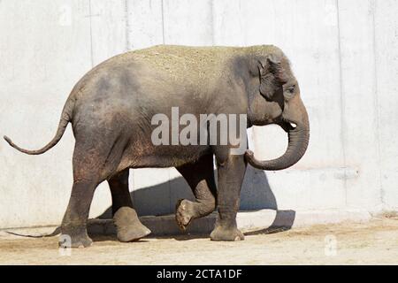 Asiatischer Elefant (Elephas maximus), auch asiatischer Elefant genannt Stockfoto