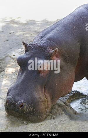 Nahaufnahme eines in Gefangenschaft lebenden Nilpferdes (Nilpferd amphibius) Stockfoto