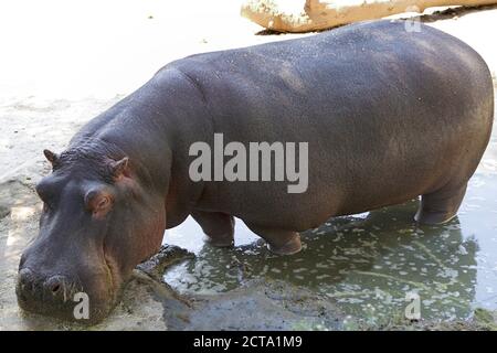 Nahaufnahme eines in Gefangenschaft lebenden Nilpferdes (Nilpferd amphibius) Stockfoto