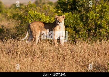 Kenia, Löwen Masai Mara National Reserve Stockfoto