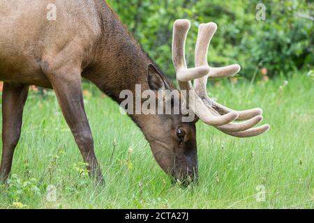 Kanada, Alberta, Rocky Mountains, Jasper Nationalpark, Banff Nationalpark, Wapiti (Cervus Canadensis) grasen auf der Wiese Stockfoto