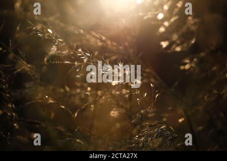 Grass im Abendlicht Stockfoto