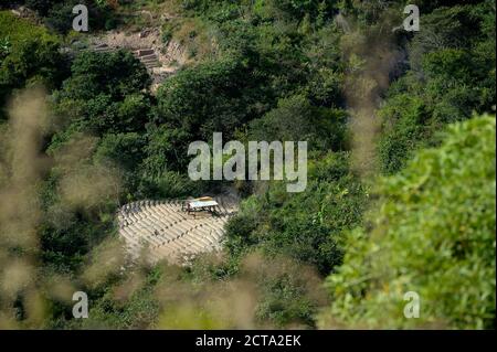 Südamerika, Bolivien, Coroico, illegalen Coca-Feld, Erythroxylum coca Stockfoto