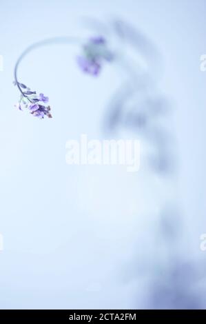 Einzigen gemeinsamen Lavendel (Lavandula Angustifolia) Stockfoto