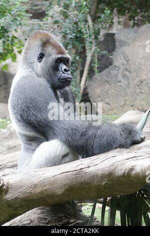 Gorilla sitzt auf dem Ast eines Baumes Stockfoto
