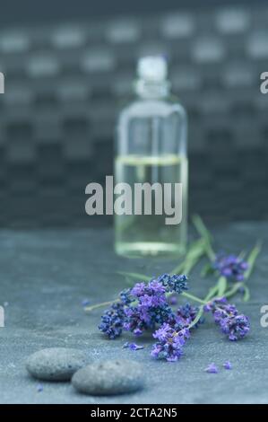 Lavendelöl in einer Glasflasche Zweige Lavendel und grauen Kieseln Stockfoto