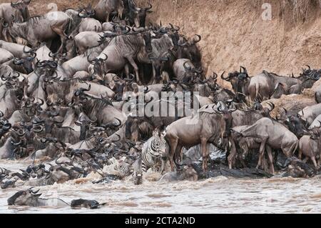 Afrika, Kenia, Maasai Mara National Park, Herde blauer Gnus (Connochaetes taurinus) und Zebras versuchen aus dem Mara-Fluss herauszukommen Stockfoto