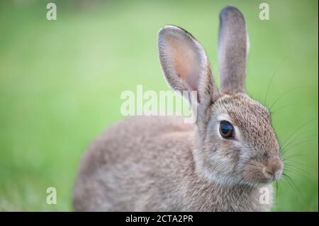 Porträt eines Kaninchen (Oryctolagus Cuniculus) Stockfoto
