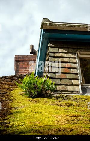 Dach bedeckt in Moos, Haus, Dachziegel, Norwegische Kultur, Wohngebäude, Architektur, gebaute Struktur, Farbbild, Horizontal, Lofoten Stockfoto