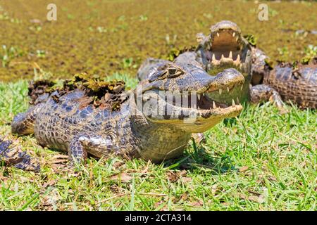 Südamerika, Brasilia, Mato Grosso do Sul, Pantanal, Yacare Kaimane, Caiman Yacare Stockfoto