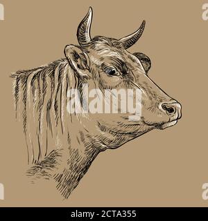 Kopf der Kuh Hand Zeichnung Illustration braun Stock Vektor
