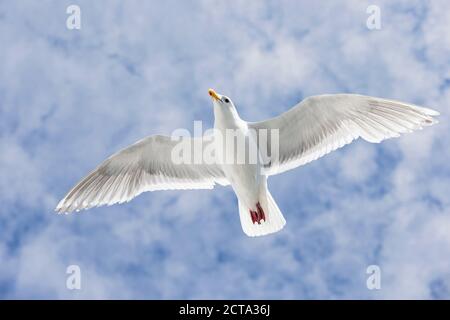 Kanada, British Columbia, Vancouver Island, Glaucous geflügelte Gull (Larus Glaucescens) Stockfoto