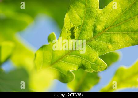 Deutschland, Bayern, Ant Silhouette auf Blatt, Nahaufnahme Stockfoto