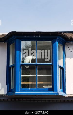 Eine weiße Katze sitzt im Fenster eines alten Hauses in der kleinen Grenzstadt Presteigne, Powys, Wales, Großbritannien Stockfoto