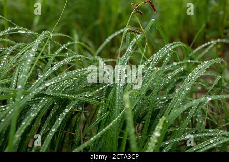Junge grüne Gras Blätter im Morgentau oder nass von Wasserregen Tropfen. Stockfoto