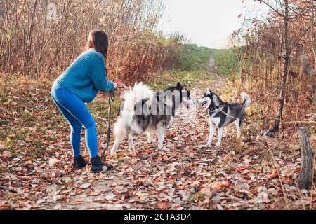 Zwei große Hunde auf einem Spaziergang lernen jeden kennen Andere Stockfoto