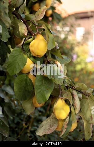 Deutschland, Bayern, Quitte Obstbaum, Nahaufnahme Stockfoto