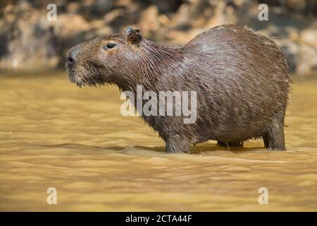 Südamerika, Brasilia, Mato Grosso do Sul, Pantanal, Cuiaba River, Capybara, Hydrochoerus hydrochaeris Stockfoto