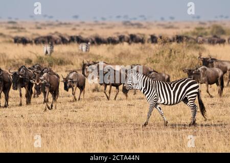 Afrika, Kenia, Maasai Mara National Reserve, Burchells Zebra, einfaches Zebra, Equus quagga, vor einer Herde blauer Gnus, Connochaetes taurinus Stockfoto