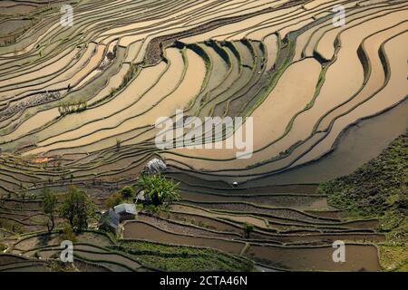 China, Yunnan, Yuanyang, Bauer, der pflügt in Reisterrassen Stockfoto