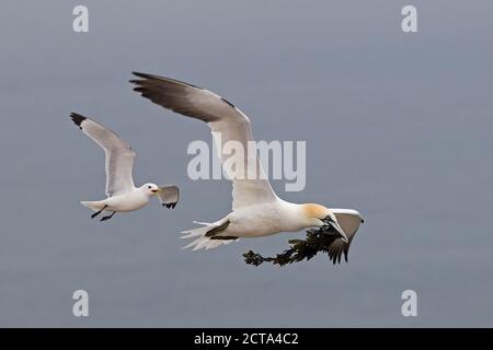 Deutschland, Schleswig-Holstein, Hegoland, fliegen Basstölpel Stockfoto