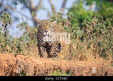 Südamerika, Brasilia, Mato Grosso do Sul, Pantanal, Jaguar, Panthera onca Stockfoto