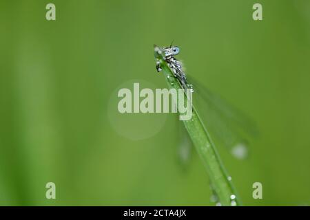 Azure Damselfly, Coenagrion puella Stockfoto