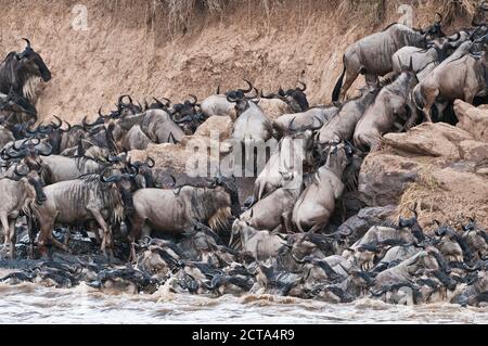 Herde von blaue Gnus (Connochaetes Taurinus) versuchen, aus den Mara river Stockfoto