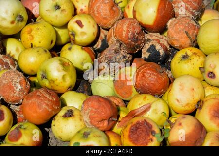 Faule Äpfel, close-up Stockfoto