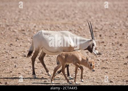 Oman, Jaluni, arabische Oryx Sanctuary, zwei arabische Oryx (Oryx Leucoryx) Stockfoto