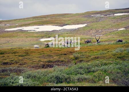 Schweden, Gaeddede, Rentiere Stekenjokk Plateau Stockfoto