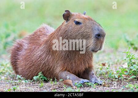 Südamerika, Brasilia, Mato Grosso do Sul, Pantanal, Capybara, Hydrochoerus hydrochaeris Stockfoto