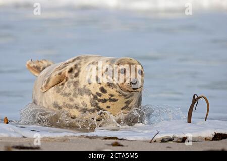 Deutschland, Helgoland Duene Insel grau versiegeln (Halichoerus Grypus) am Strand Stockfoto