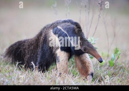 Brasilien, Mato Grosso, Mato Grosso do Sul, Pantanal, Ameisenbär Stockfoto