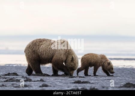 USA, Alaska, Lake-Clark-Nationalpark und Konserve, Braunbär und Eisbären (Ursus Arctos), Nahrungssuche Muscheln Stockfoto